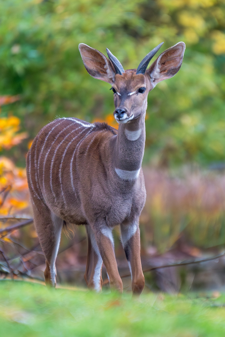 20231122-_DSC8902  --  Kudu (Kleiner Kudu: Tragelaphus imberbis)