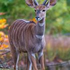 20231122-_DSC8902  --  Kudu (Kleiner Kudu: Tragelaphus imberbis)