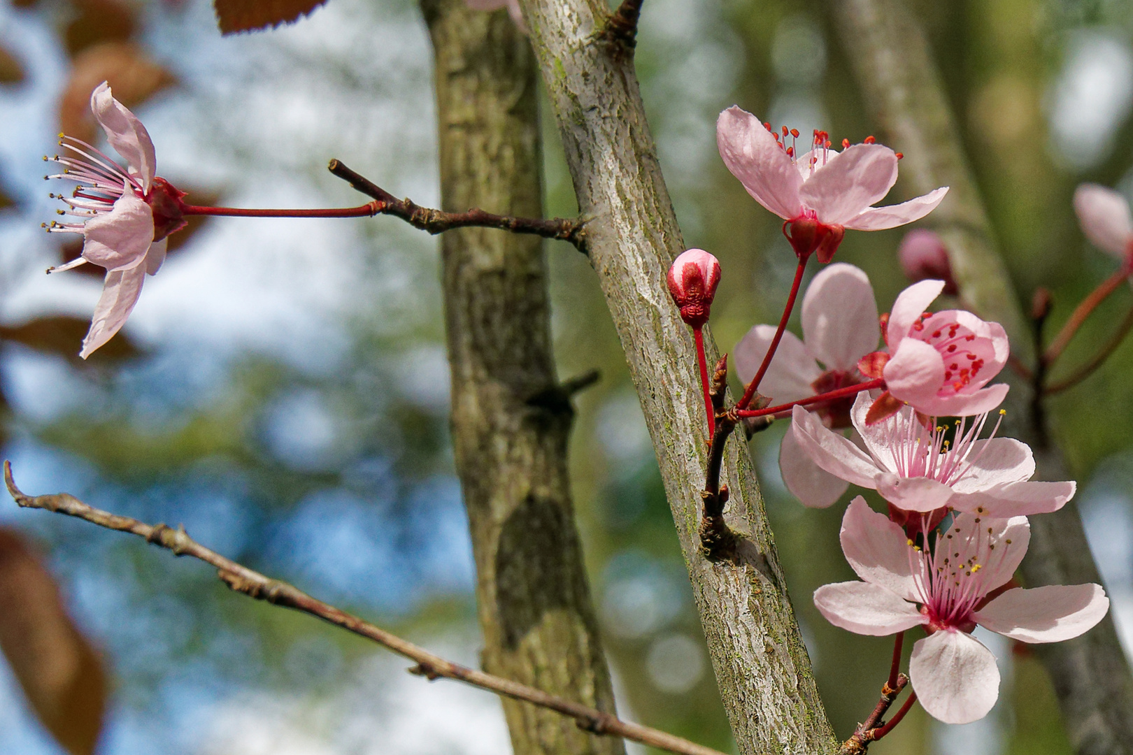 2023_Japanische Kirschblüte_08494