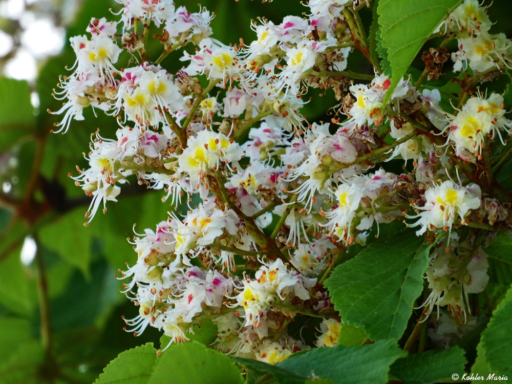 2024-01-10-Kastanienblüte 