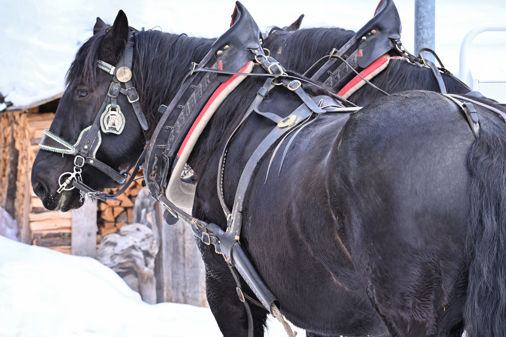 2024-01-10_Pferdeschlitten_Melag_Alm