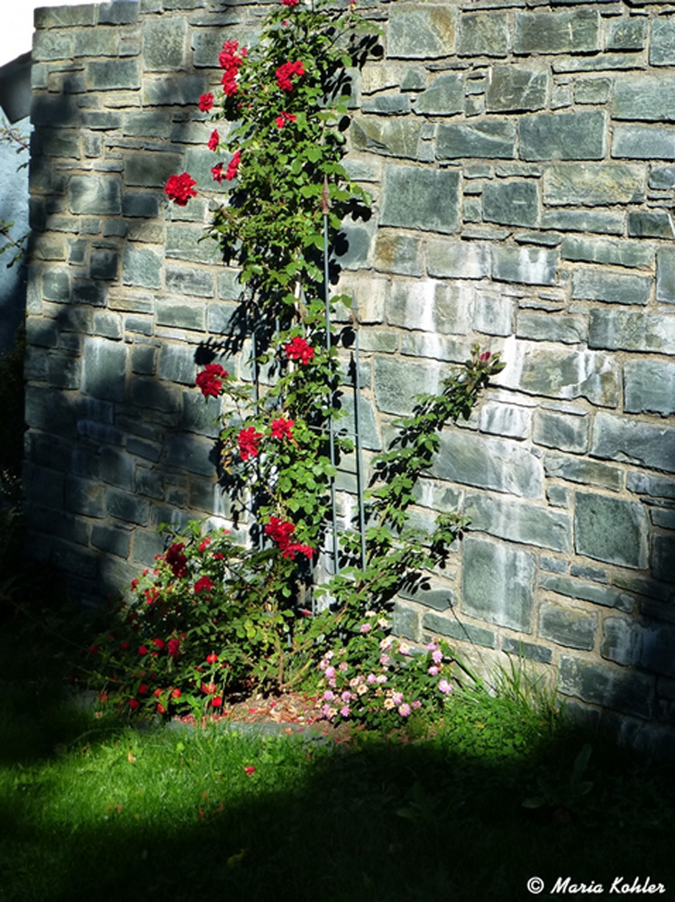 2024-01-17-Steinmauer mit Rose