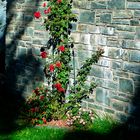 2024-01-17-Steinmauer mit Rose