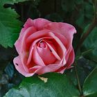 2024-02-17-Rose mit Besuch 