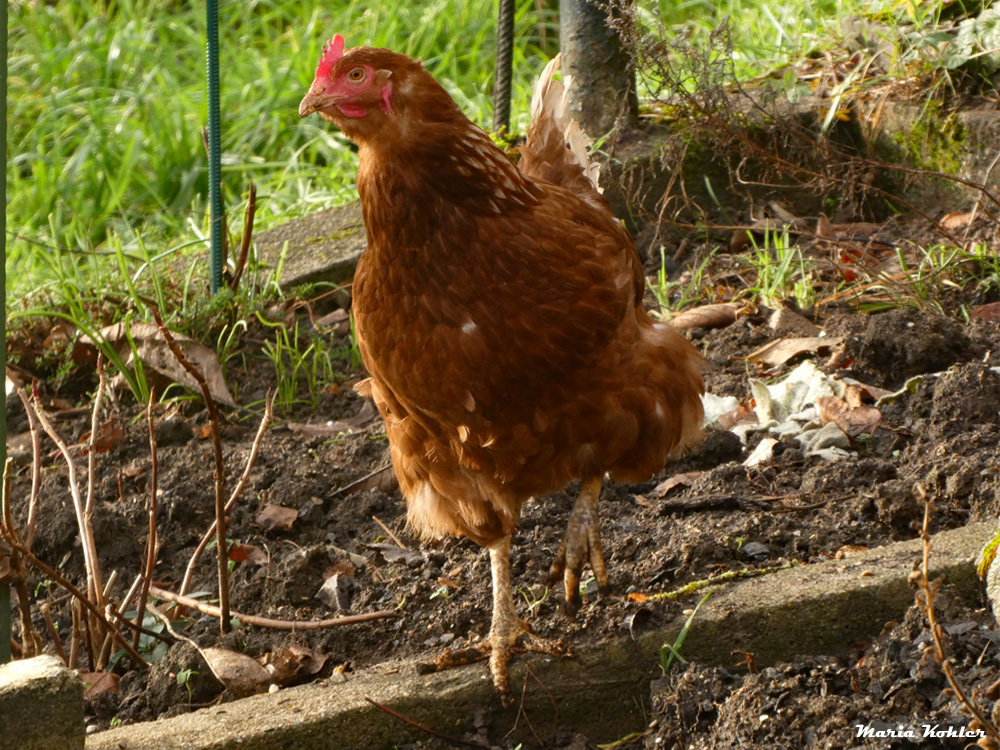 2024-02-20-Besuch im Garten