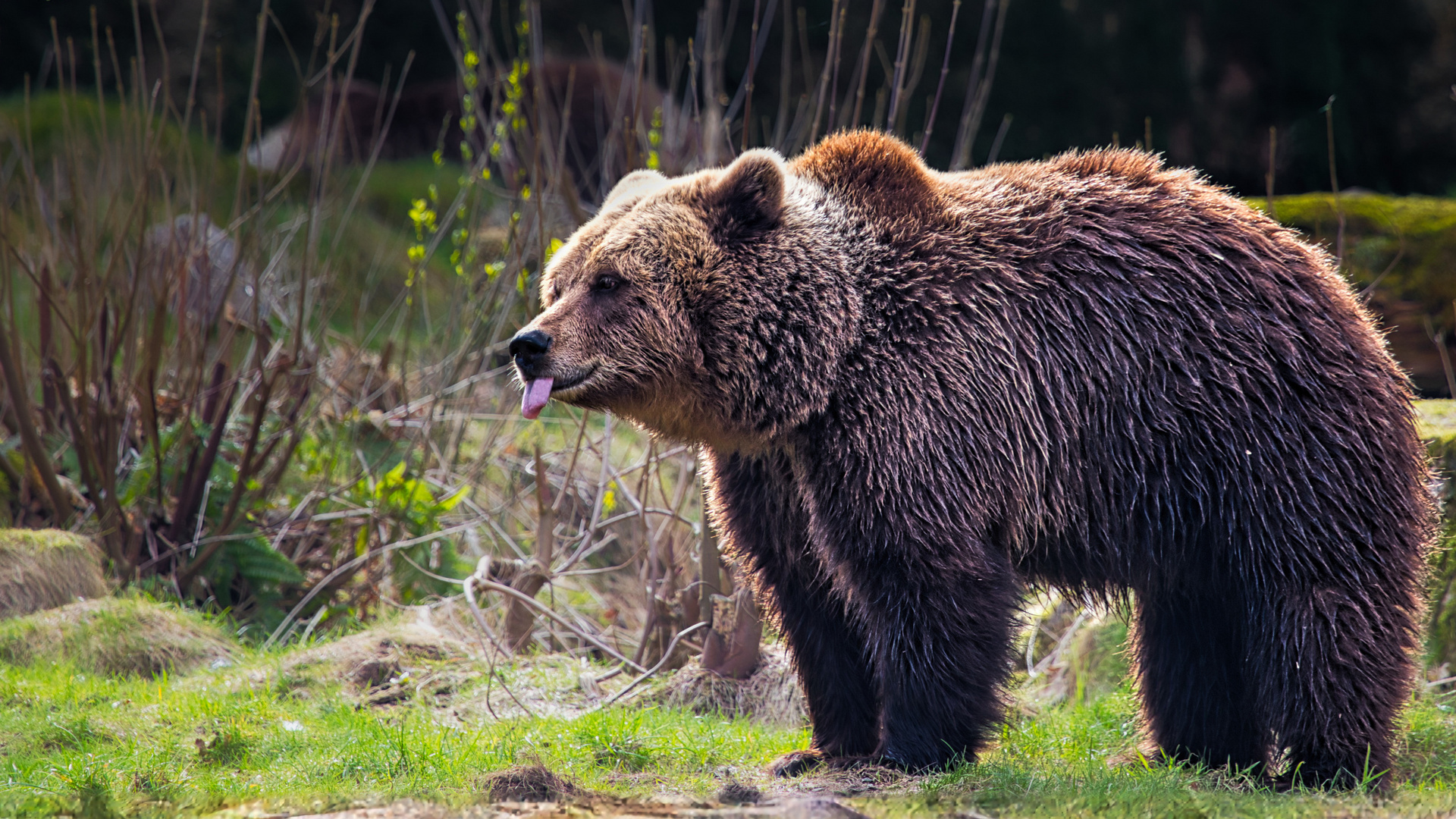 2024-03-10 Braunbär Olderdissen2