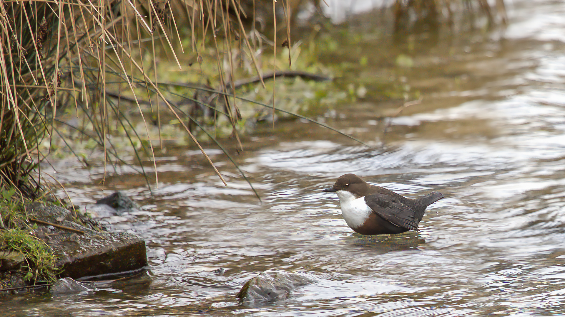 2024-03-10 Wasseramsel