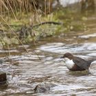 2024-03-10 Wasseramsel