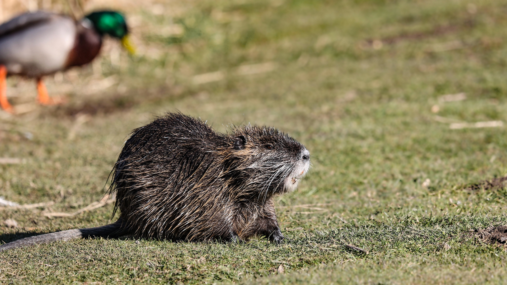 2024-03-20 Nutria