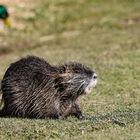 2024-03-20 Nutria