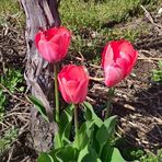 2024-03-20-Tulpen (Archivbild von 2021)