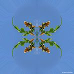 2024-03-25-Trompetenblume ((Campsis radicans) )