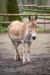 2024-03-30 Tierpark Oberwald_0001