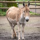 2024-03-30 Tierpark Oberwald_0001