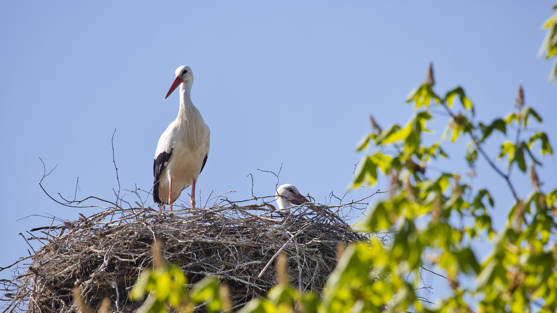 2024-04-10 Storch