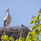 2024-04-10 Storch