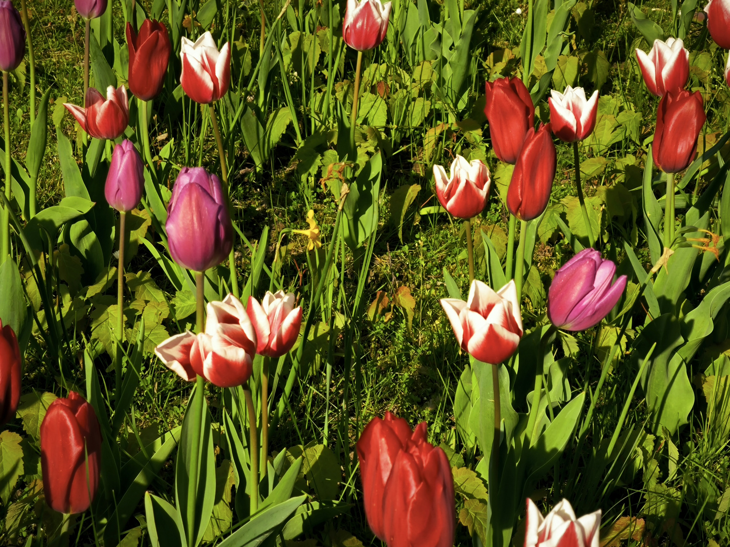 2024-04-23 Tulpenpracht in Niedernjesa