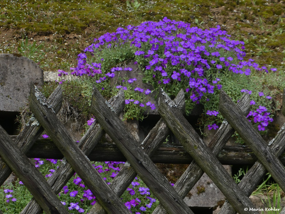 2024-04-29-Zum blauen Montag 