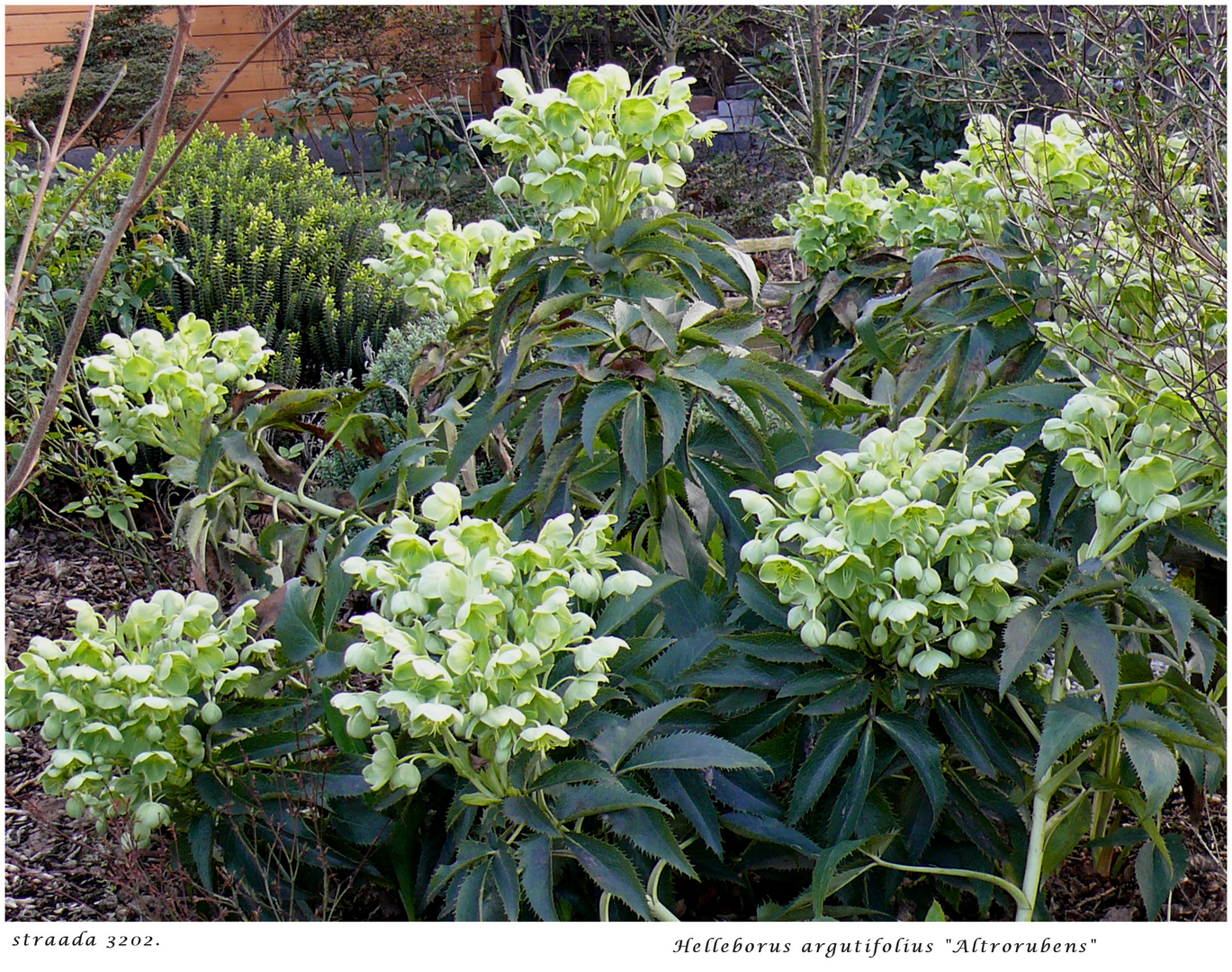 2024-046 Helleborus argutifolius Atrorubens 