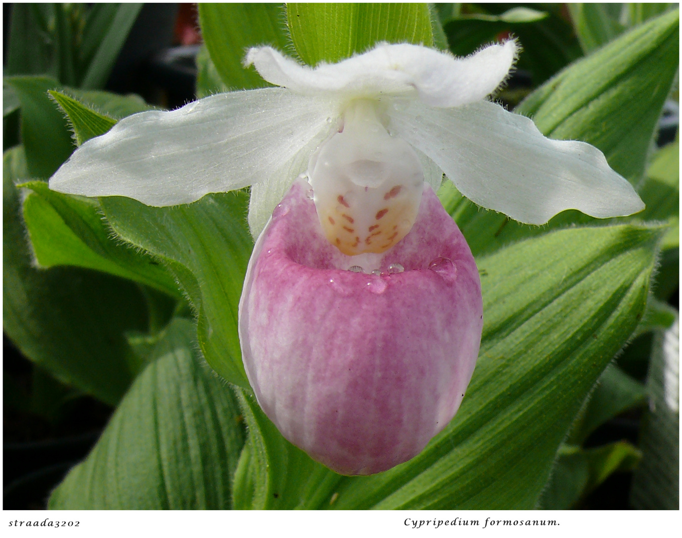 2024-047 Cypripedium hybride