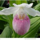 2024-047 Cypripedium hybride