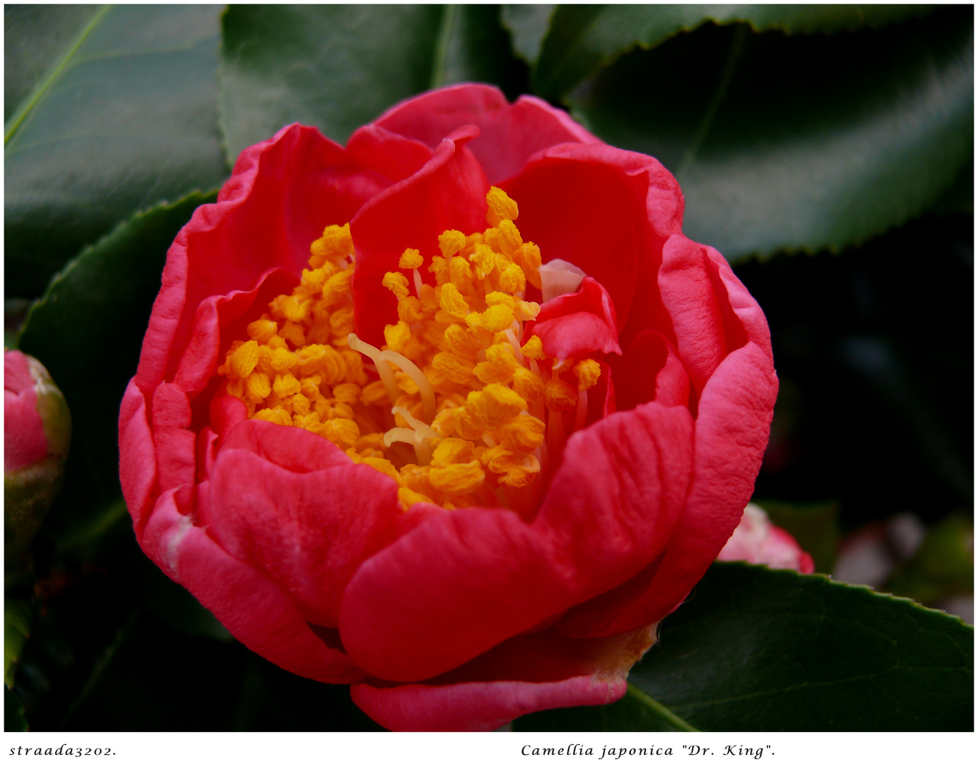 2024-049 Camellia japonica "Dr.King" 