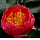 2024-049 Camellia japonica "Dr.King" 