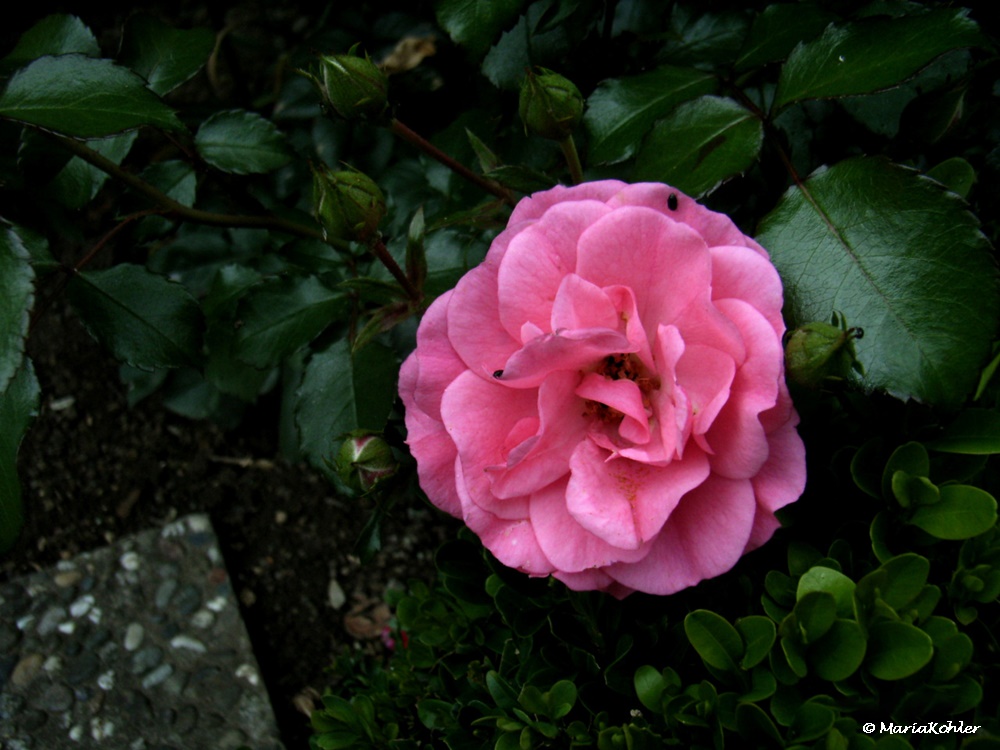 2024-05-18-Rose mit kleinen Besuchern