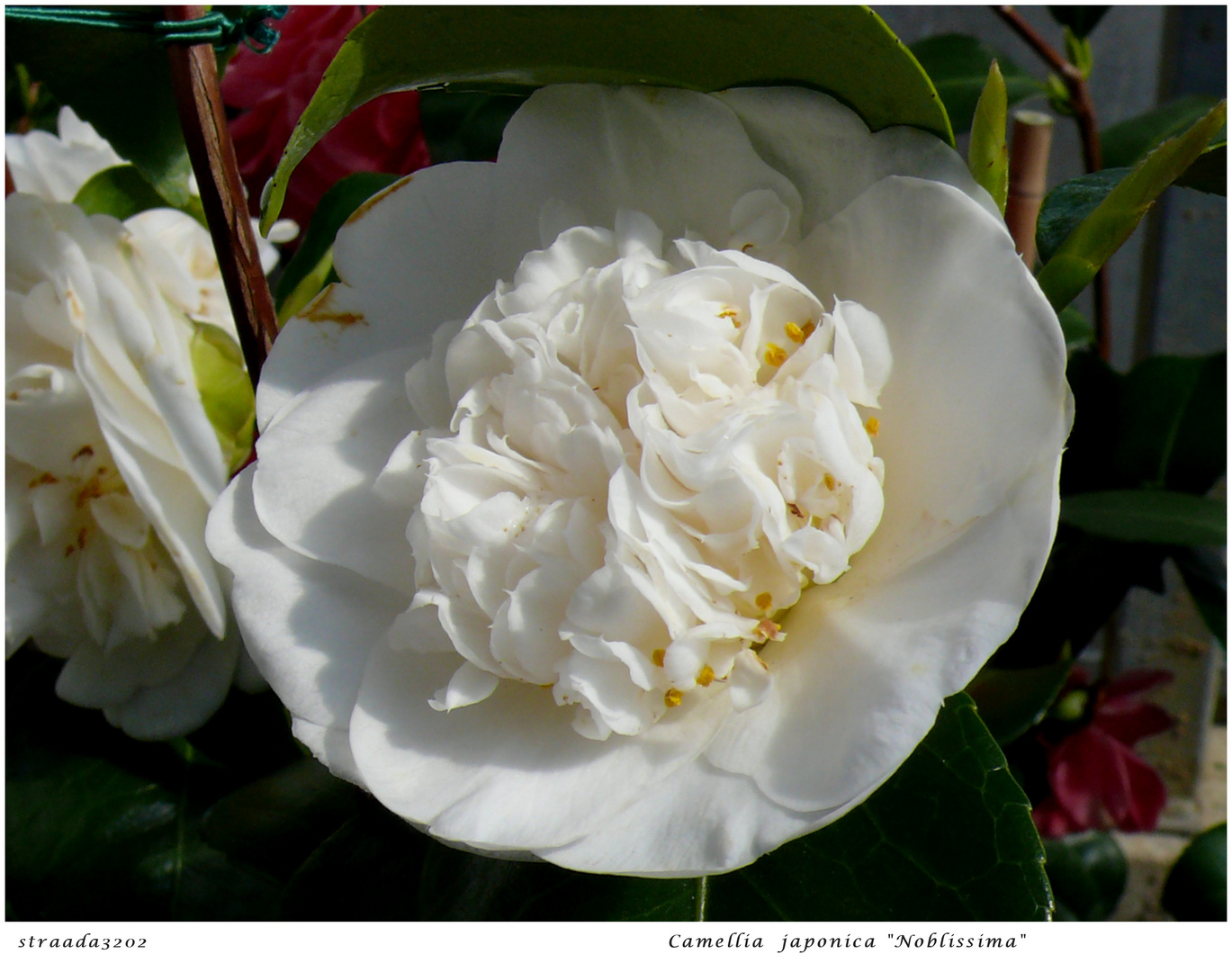 2024-050 Camellia japonica "Nobilissima"