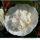 2024-050 Camellia japonica "Nobilissima"