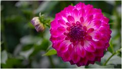2024-Dahliengarten-14