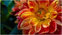 2024-Dahliengarten-16