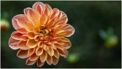 2024-Dahliengarten-19
