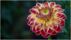 2024-Dahliengarten-2