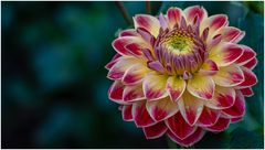 2024-Dahliengarten-20