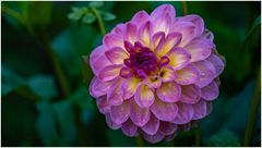 2024-Dahliengarten-23