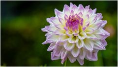 2024-Dahliengarten-25