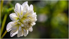 2024-Dahliengarten-26