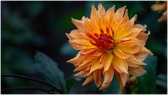 2024-Dahliengarten-28