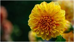 2024-Dahliengarten-29