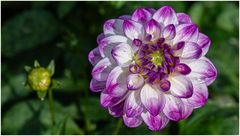 2024-Dahliengarten-31