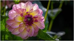 2024-Dahliengarten-32
