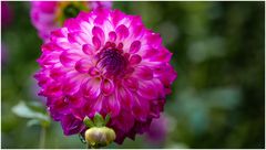 2024-Dahliengarten-33