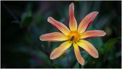 2024-Dahliengarten-34