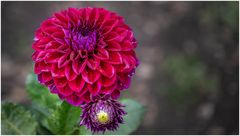 2024-Dahliengarten-37