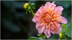 2024-Dahliengarten-39