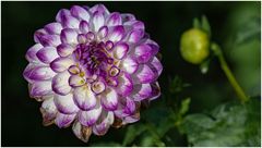 2024-Dahliengarten-4