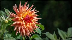 2024-Dahliengarten-40