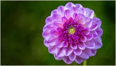 2024-Dahliengarten-41