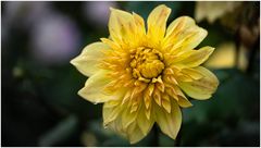 2024-Dahliengarten-44